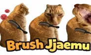 Brush Jjaemu img