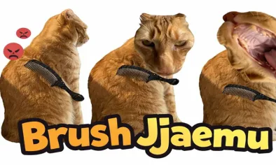Brush Jjaemu img